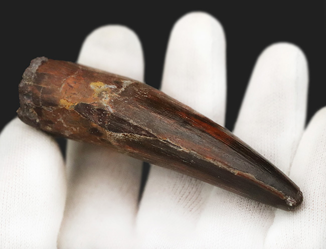 長さ、厚み、保存状態が好条件で揃った、コレクショングレードのスピノサウルス（Spinosaurus）の歯化石（その7）