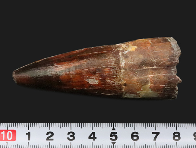 長さ、厚み、保存状態が好条件で揃った、コレクショングレードのスピノサウルス（Spinosaurus）の歯化石（その9）