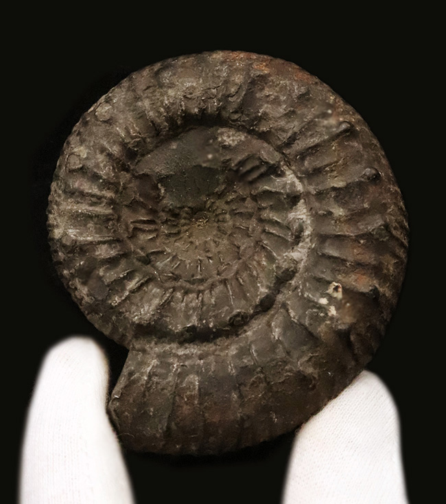 【英国ヨークシャー産】1.8億年前の精緻な造形。両面に「結節」を留めた、ジュラ紀前期の銘品アンモナイト『ペロノセラス』（その1）