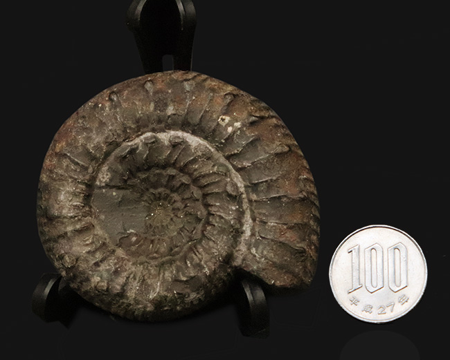 【英国ヨークシャー産】1.8億年前の精緻な造形。両面に「結節」を留めた、ジュラ紀前期の銘品アンモナイト『ペロノセラス』（その10）