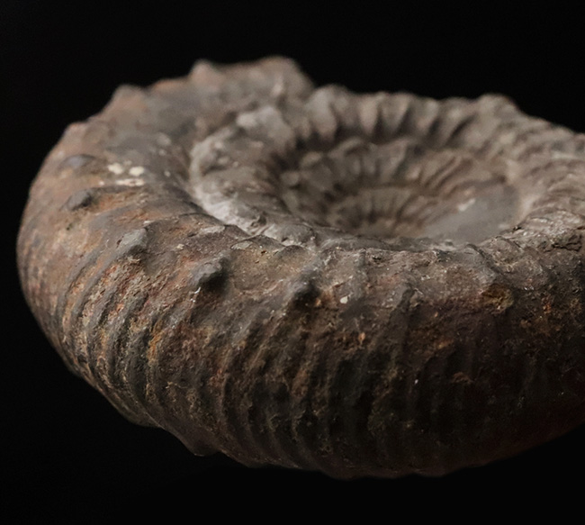 【英国ヨークシャー産】1.8億年前の精緻な造形。両面に「結節」を留めた、ジュラ紀前期の銘品アンモナイト『ペロノセラス』（その2）