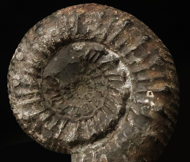 【英国ヨークシャー産】1.8億年前の精緻な造形。両面に「結節」を留めた、ジュラ紀前期の銘品アンモナイト『ペロノセラス』（その3）