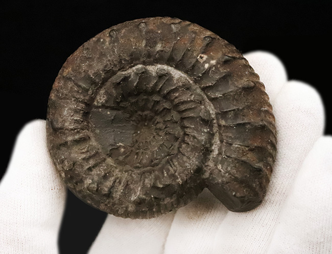 【英国ヨークシャー産】1.8億年前の精緻な造形。両面に「結節」を留めた、ジュラ紀前期の銘品アンモナイト『ペロノセラス』（その4）