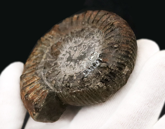 【英国ヨークシャー産】1.8億年前の精緻な造形。両面に「結節」を留めた、ジュラ紀前期の銘品アンモナイト『ペロノセラス』（その5）