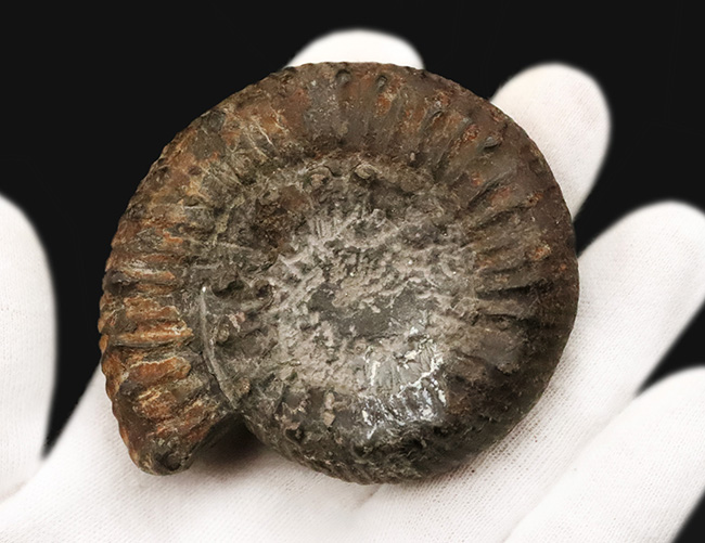 【英国ヨークシャー産】1.8億年前の精緻な造形。両面に「結節」を留めた、ジュラ紀前期の銘品アンモナイト『ペロノセラス』（その6）