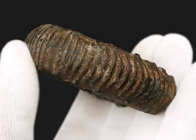 【英国ヨークシャー産】1.8億年前の精緻な造形。両面に「結節」を留めた、ジュラ紀前期の銘品アンモナイト『ペロノセラス』（その7）