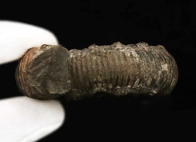 【英国ヨークシャー産】1.8億年前の精緻な造形。両面に「結節」を留めた、ジュラ紀前期の銘品アンモナイト『ペロノセラス』（その8）