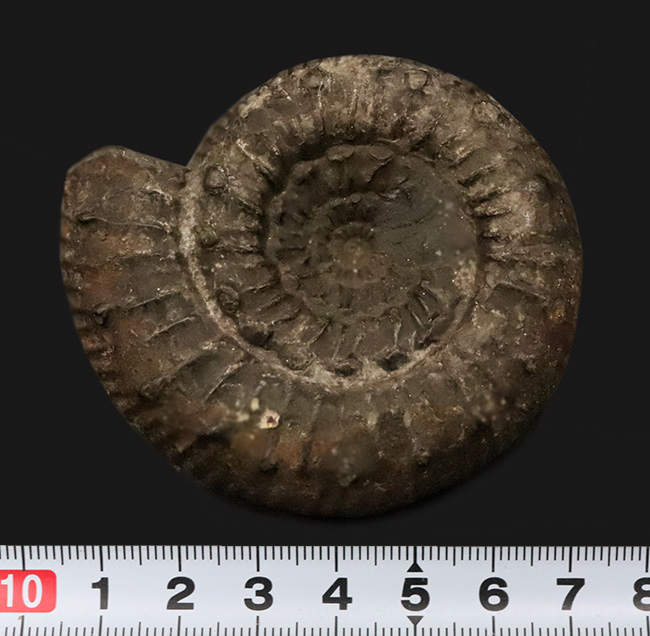 【英国ヨークシャー産】1.8億年前の精緻な造形。両面に「結節」を留めた、ジュラ紀前期の銘品アンモナイト『ペロノセラス』（その9）