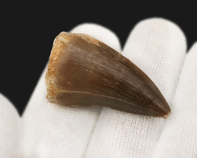 美しいエナメル質と太い根本を持つ立派なモササウルス(Mosasaurus)の歯化石(その3)