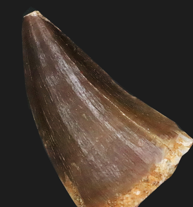 美しいエナメル質と太い根本を持つ立派なモササウルス(Mosasaurus)の歯化石(その5)