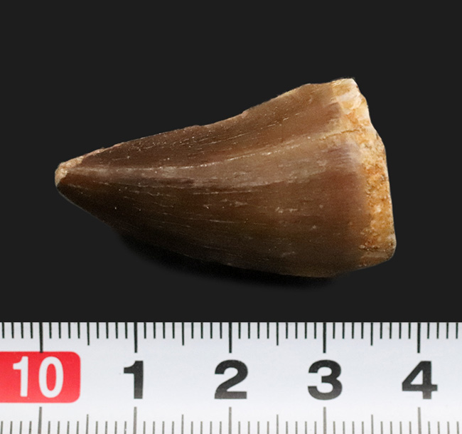 美しいエナメル質と太い根本を持つ立派なモササウルス(Mosasaurus)の歯化石(その7)