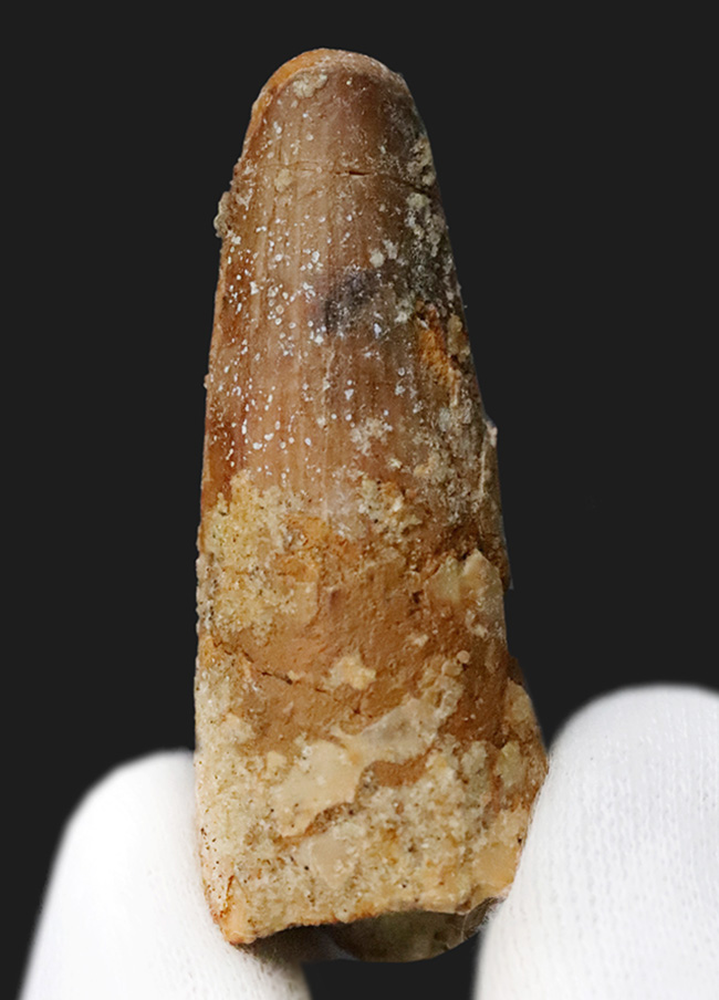 白亜紀の北アフリカの支配者、スピノサウルス（Spinosaurus）歯化石（その1）