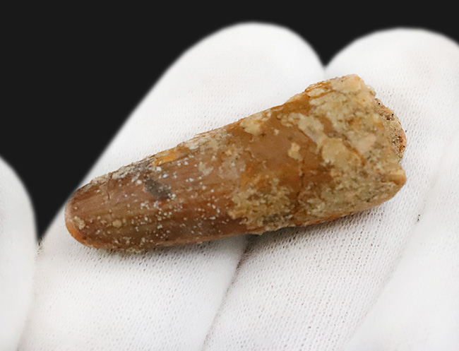 白亜紀の北アフリカの支配者、スピノサウルス（Spinosaurus）歯化石（その3）