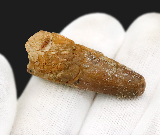 白亜紀の北アフリカの支配者、スピノサウルス（Spinosaurus）歯化石（その4）