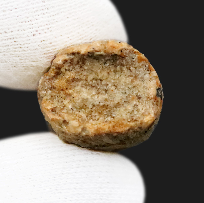 白亜紀の北アフリカの支配者、スピノサウルス（Spinosaurus）歯化石（その5）