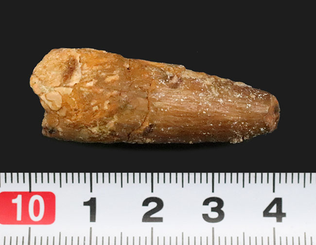 白亜紀の北アフリカの支配者、スピノサウルス（Spinosaurus）歯化石（その6）