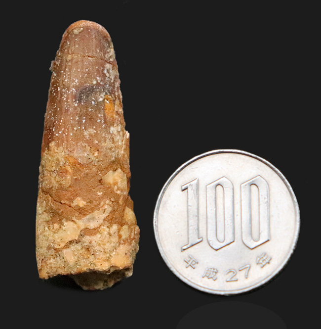 白亜紀の北アフリカの支配者、スピノサウルス（Spinosaurus）歯化石（その7）