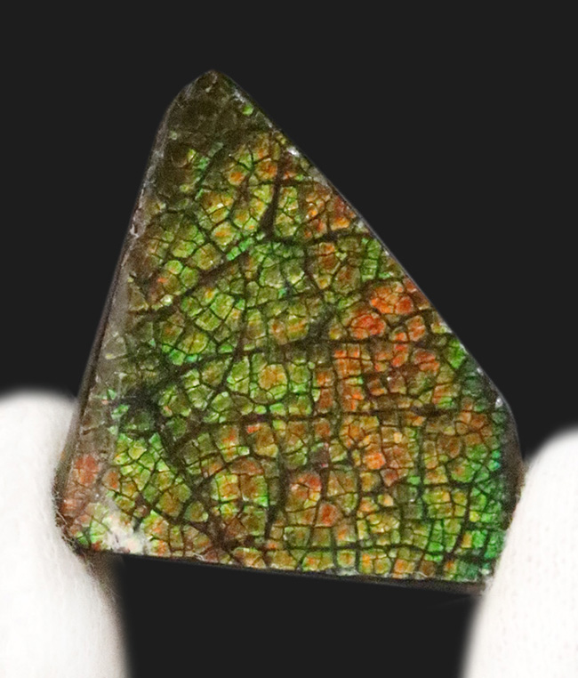 まさに理想形の「ドラゴンスキン」を呈する、生物起源の宝石アンモライト（Ammolite）のピンブローチ（その1）