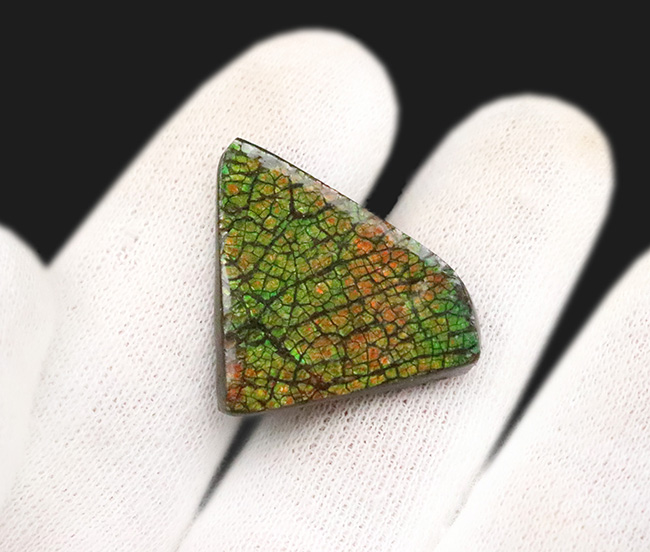 まさに理想形の「ドラゴンスキン」を呈する、生物起源の宝石アンモライト（Ammolite）のピンブローチ（その2）