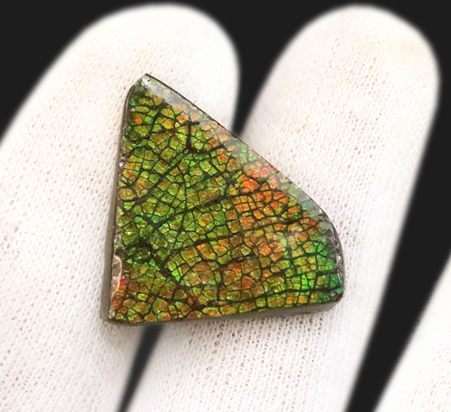 まさに理想形の「ドラゴンスキン」を呈する、生物起源の宝石アンモライト（Ammolite）のピンブローチ（その4）