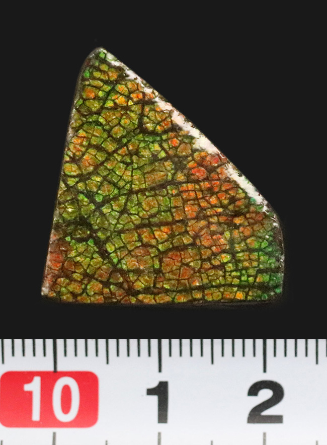 まさに理想形の「ドラゴンスキン」を呈する、生物起源の宝石アンモライト（Ammolite）のピンブローチ（その5）