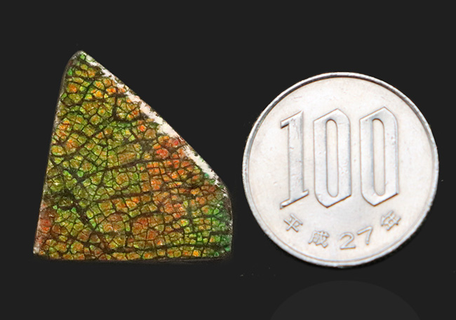 まさに理想形の「ドラゴンスキン」を呈する、生物起源の宝石アンモライト（Ammolite）のピンブローチ（その6）