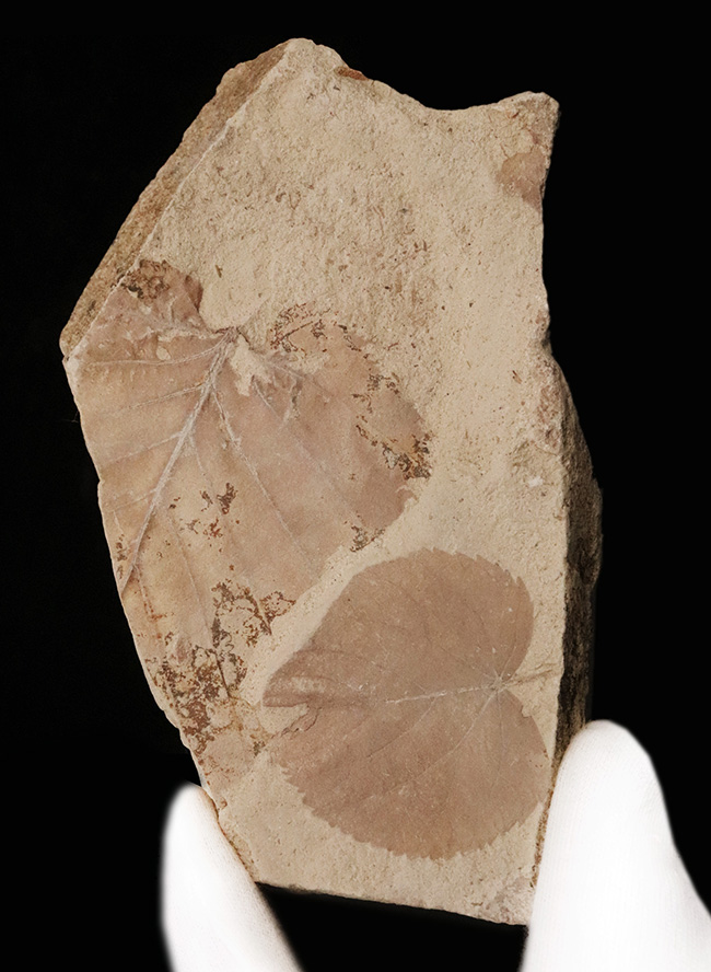 種類の異なる葉がダブルで収まった……秋田県湯沢市木の葉の化石（その1）