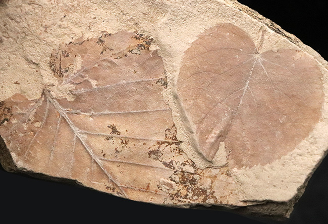 種類の異なる葉がダブルで収まった……秋田県湯沢市木の葉の化石（その2）