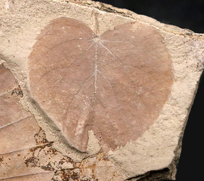 種類の異なる葉がダブルで収まった……秋田県湯沢市木の葉の化石（その3）