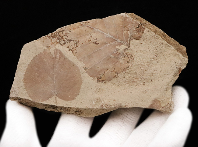 種類の異なる葉がダブルで収まった……秋田県湯沢市木の葉の化石（その4）