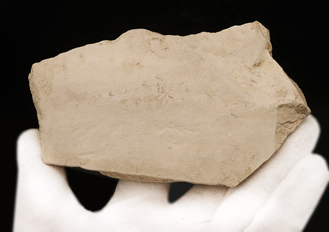 種類の異なる葉がダブルで収まった……秋田県湯沢市木の葉の化石（その5）