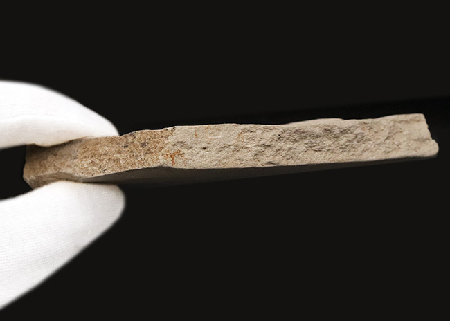 種類の異なる葉がダブルで収まった……秋田県湯沢市木の葉の化石（その6）