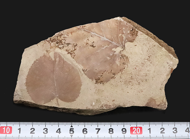 種類の異なる葉がダブルで収まった……秋田県湯沢市木の葉の化石（その7）