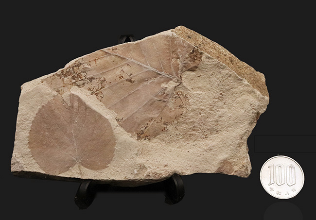 種類の異なる葉がダブルで収まった……秋田県湯沢市木の葉の化石（その8）