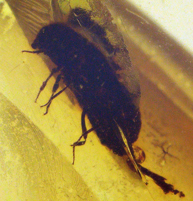 ちょっと珍しい甲虫を内包！ 気泡も見られる、約1億年前の古き琥珀……ミャンマー産バーマイト（Burmite）（その1）