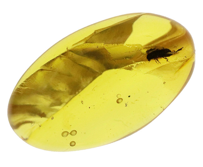 ちょっと珍しい甲虫を内包！ 気泡も見られる、約1億年前の古き琥珀……ミャンマー産バーマイト（Burmite）（その2）