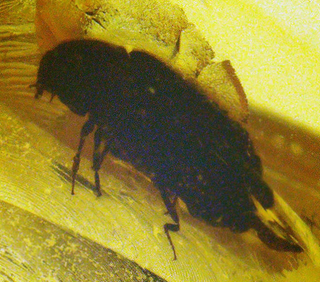 ちょっと珍しい甲虫を内包！ 気泡も見られる、約1億年前の古き琥珀……ミャンマー産バーマイト（Burmite）（その3）