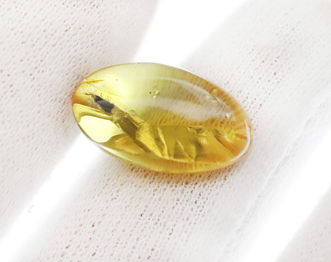 ちょっと珍しい甲虫を内包！ 気泡も見られる、約1億年前の古き琥珀……ミャンマー産バーマイト（Burmite）（その5）