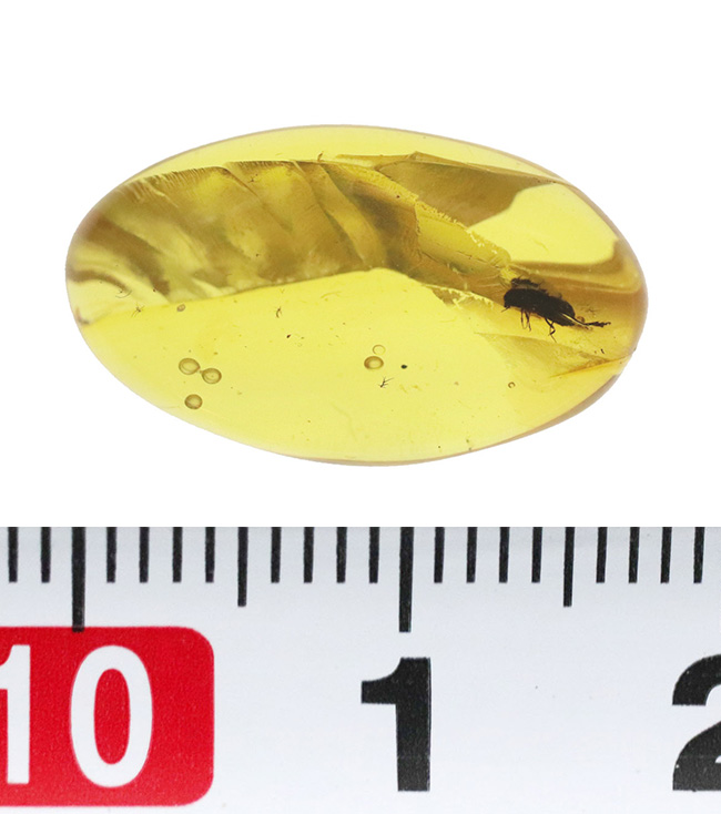 ちょっと珍しい甲虫を内包！ 気泡も見られる、約1億年前の古き琥珀……ミャンマー産バーマイト（Burmite）（その7）