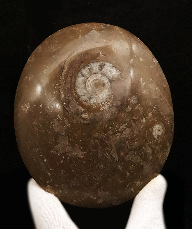 モロッコのデボン紀地層から採取された古代オウムガイの研磨標本(その1)