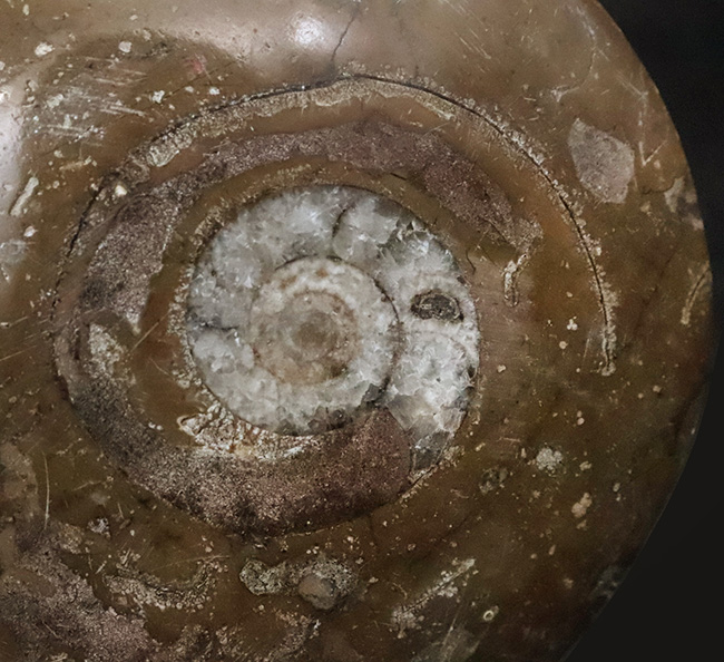 モロッコのデボン紀地層から採取された古代オウムガイの研磨標本(その2)