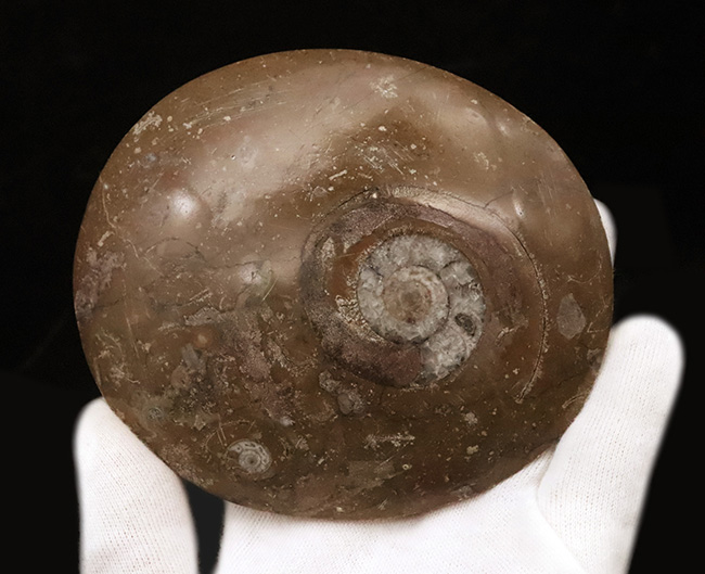 モロッコのデボン紀地層から採取された古代オウムガイの研磨標本(その3)