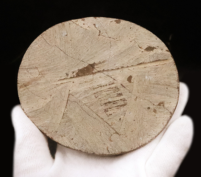 モロッコのデボン紀地層から採取された古代オウムガイの研磨標本(その5)