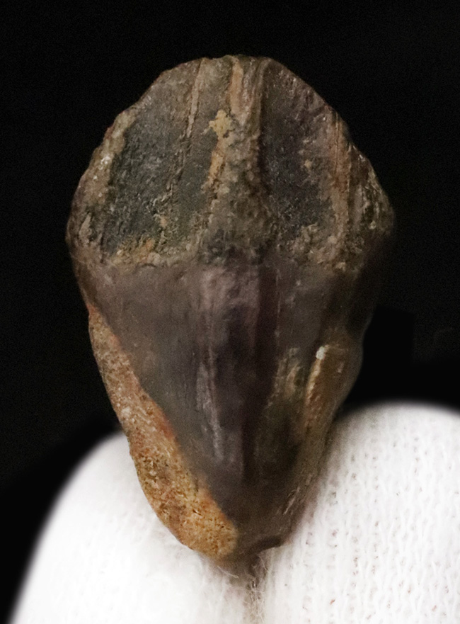 妥協なき最高の標本をお探しの方におすすめ！教科書的ともいえる完璧な