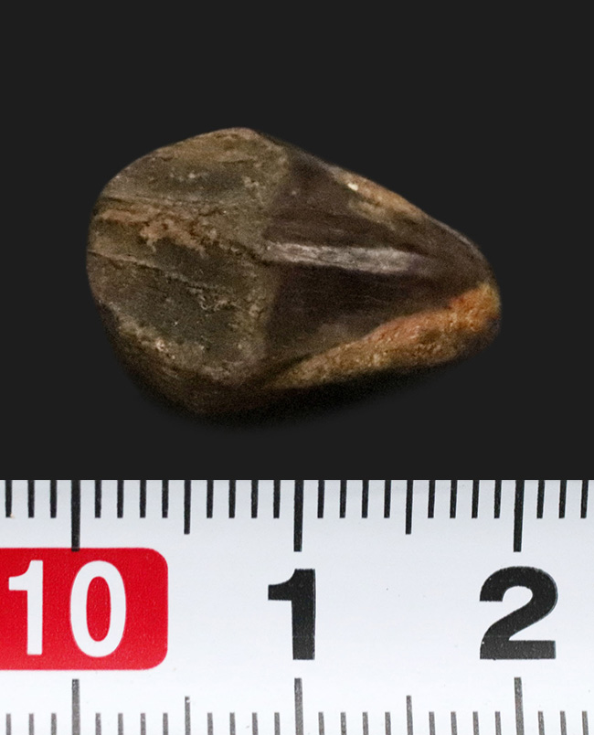 妥協なき最高の標本をお探しの方におすすめ！教科書的ともいえる完璧な