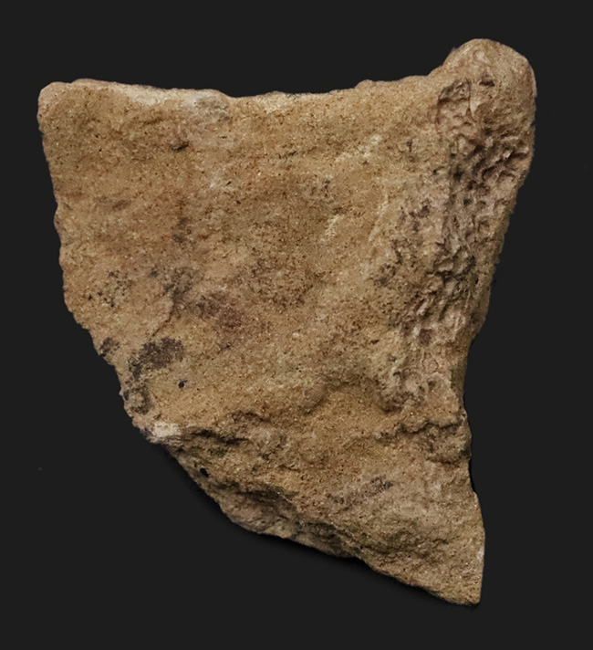 レア!鱗の凹凸が明瞭に確認できる、エドモントサウルス(Edmontosaurus)の皮膚印象化石(その1)