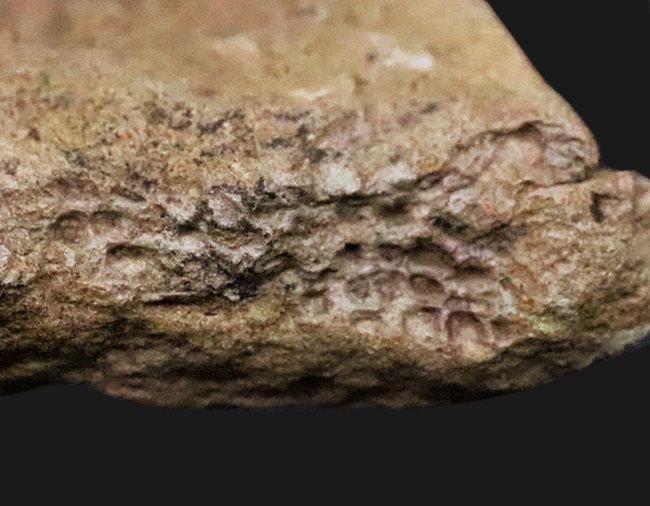 レア!鱗の凹凸が明瞭に確認できる、エドモントサウルス(Edmontosaurus)の皮膚印象化石(その2)