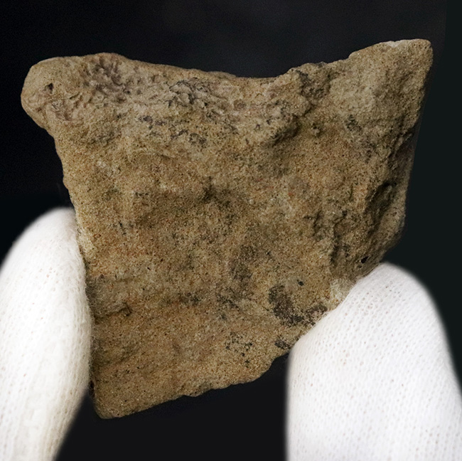 レア!鱗の凹凸が明瞭に確認できる、エドモントサウルス(Edmontosaurus)の皮膚印象化石(その3)