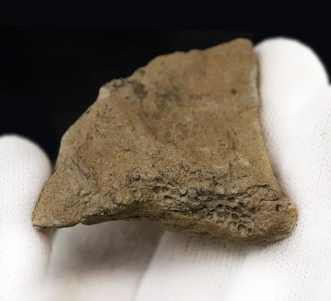 レア!鱗の凹凸が明瞭に確認できる、エドモントサウルス(Edmontosaurus)の皮膚印象化石(その4)