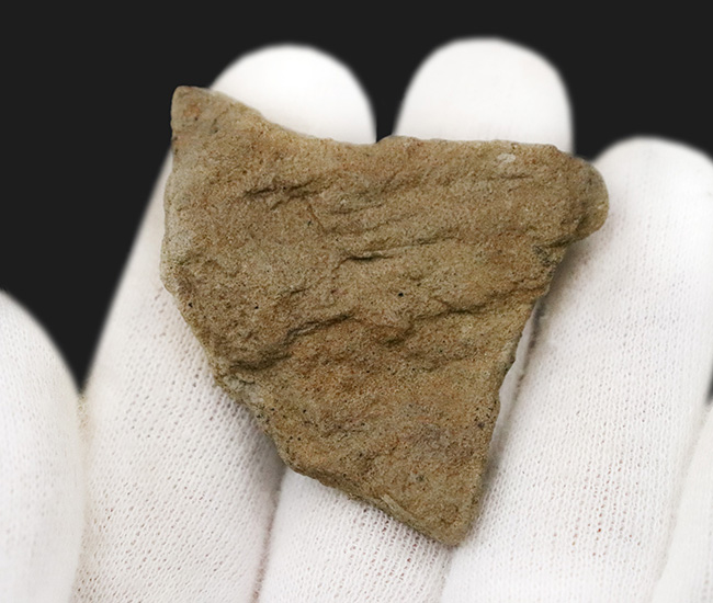 レア!鱗の凹凸が明瞭に確認できる、エドモントサウルス(Edmontosaurus)の皮膚印象化石(その5)